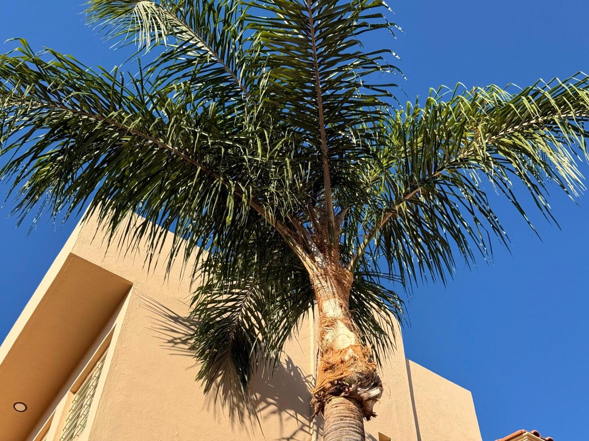 Villa La Palma Hotel تيكيلا المظهر الخارجي الصورة