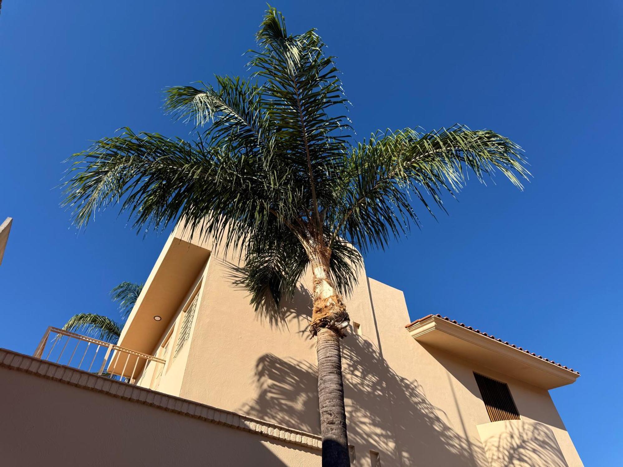 Villa La Palma Hotel تيكيلا المظهر الخارجي الصورة